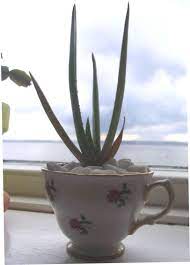 Teacup Gardens Aloe Vera Teacup Gardens Aloe Vera Aloe
