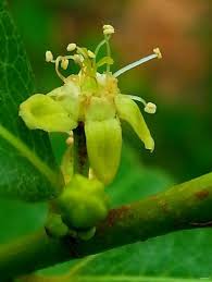 Image result for Erythroxylum emarginatum