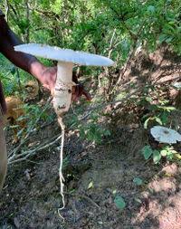 Image result for Psilotrichum schimperi