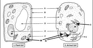 We did not find results for: Draw A Labelled Diagram Of The Organelle In Plant Cell Responsible For Photosynthesis Shefalitayal