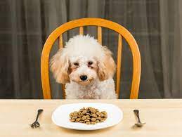 A Guide For Using Diet To Treat Vomiting In Dogs Petmd