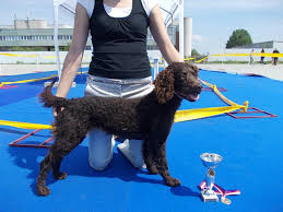 Image result for americký vodní španěl