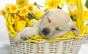 ✉️ dm for paid promotions. Dream Puppy Flowers Basket Dogs Puppies Sleep Hd Wallpaper