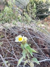 Image result for Wissadula