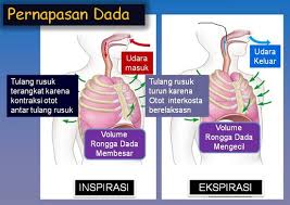 Mekanisme Pernapasan Dada Dan Perut Info Pendidikan Dan Biologi