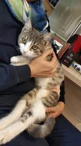 Ucretsiz Kedi Sahiplendirme Ilanlari