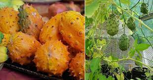 Kiwano is an example of hybrid fruit, which was formed during artificial insemination using banana and kiwifruit. How To Grow Kiwano Melon In Pots Garden Balcony Garden Web