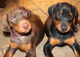Black And Tan Doberman Puppies For Sale Garrett S Dobermans Puppy Site Doberman Puppy Doberman Pinscher Puppy Doberman Pinscher Funny