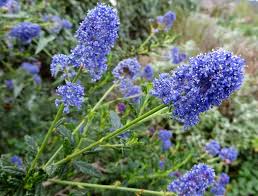 Image result for Cyphia brachyandra