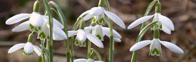Any of several bulbous eurasian plants of the genus galanthus. Snowdrop Growing Guide Garden Express Online Nursery