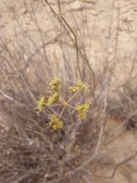 Image result for Deverra burchellii