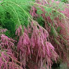 Image result for tamarix ramosissima pink cascade