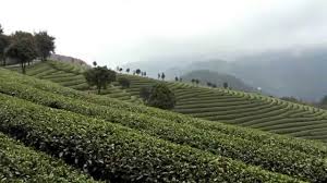 Overall, it was an interesting experience and something i'd definitely. A Heavenly Organic Tea Plantation In China Tg Green Teas Youtube