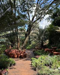 Image result for Brackenridgea zanguebarica