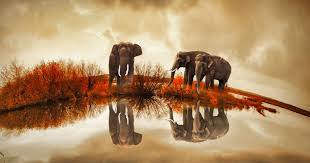 Image result for reflection