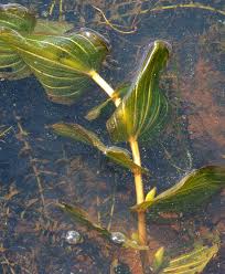 Image result for Potamogeton schweinfurthii