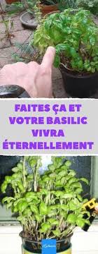 Faites Ca Et Votre Basilic Vivra Eternellement 7 Choses Qui Garderont Votre Basilic En Vie Pendant Tres Jardin Aromatique Jardinage Potager Jardinage En Pots