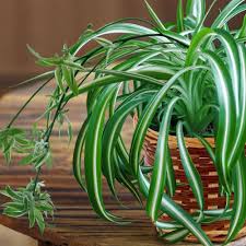 Most soils are modified by adding organic soil amendments like plant parts, shredded bark or manure compost. Cottage Farms Direct Houseplants Ribbon Plant 2pc