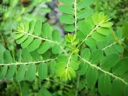 Keelanelli is the tamil name and it is commonly called gale of the wind and stonebreaker (because it removes kidney stones) in english, bhumyamalaki in sanskrit, nela usiri in telugu. Phyllanthus Amarus Exporters In India