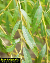 Image result for Salix babylonica
