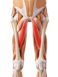 There are 4 muscles that dr. Groin Muscle Strain Strained Groin Adductor Muscles Physio Treatment