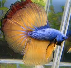 Betta Colors Patterns Ikan Cupang