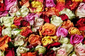 Check spelling or type a new query. How Sola Wood Flower Bouquets Can Boost The Feeling Of Your Home Az Big Media