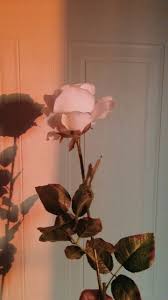 We did not find results for: Pink Roses Love Aesthetic Roses Flower Aesthetic Flower Wallpaper