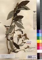 Image result for Bothriocline laxa