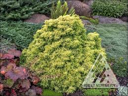Image result for Cryptomeria