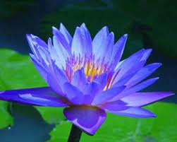 Flowers Names In Malayalam Whatiscalled Com