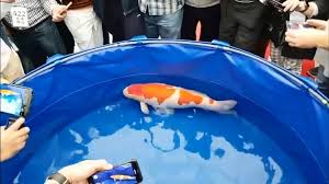 Sebelum membahas cara membuat filter kolam ikan koi, alangkah lebih baik jika anda mengetahui cara pembuatan kolam terlebih dahulu. Video Dan Penampakan Ikan Koi Termahal Di Dunia Ikanesia Id