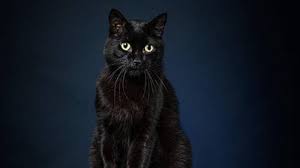 De gouden loeki is voor het derde jaar op rij naar een reclamespot van de staatsloterij gegaan. Ook Zwarte Katten Willen Graag Een Baasje Ze Brengen Echt Geen Ongeluk Omroep Brabant