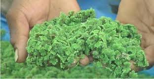 Image result for Azolla