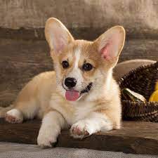 The pembroke welsh corgi is famously adored by queen elizabeth. Welsh Corgi Haltung Der Lieblingshunde Der Queen Bunte De