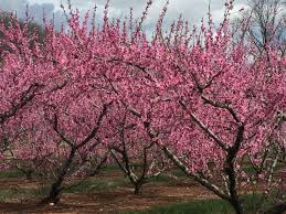Whereas fruit trees that require pollinators include apples, pears, plums, and sweet cherries. Backyard Orchards Lewis Ginter Botanical Garden