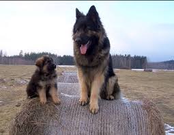 Black And Red German Shepherd Puppies German Shepherd Manchester Greater Manchester Pets4homes Black German Shepherd German Shepherd Gsd Puppies