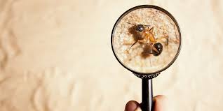 Australian property & building inspections provide building, pest, new home (stage) & pre handover inspection services across adelaide, gawler, mt pleasant & victor harbour. Pre Purchase Pest Inspection Adelaide Precision Pest Control Sa
