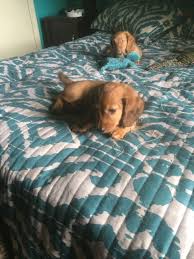 Find dachshunds for sale in lakeland on oodle classifieds. Dachshund Puppies For Sale Lakeland Fl 303166