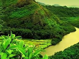 حقائق مذهلة 28 صورة تحبس الأنفاس للطبيعة الخضراء green nature wallpaper jungle wallpaper beautiful nature
