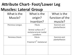 Ankle Lower Leg Anatomy Ppt Video Online Download
