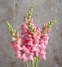 David S Garden Seeds Flower Snapdragon Potomac Pink Nx846 Https Www Amazon Com Dp B07lb3w4jh Ref Cm Sw R Pi Dp Snapdragon Flowers Flower Seeds Snapdragons