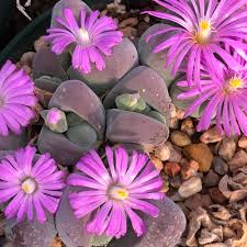 Image result for Disperis mozambicensis