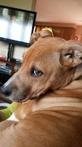 Pin On Animals