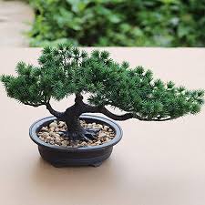 Le piante da interno danno vita e colore al tuo salotto, creando una atmosfera di intimità in ogni casa essi siano presenti. Decorazioni Per Interni Aisamco Bonsai Artificiale Pianta Finta Pianta Da Vaso Piante Domestiche Artificiali In Vaso Pianta Di Bonsai Di Pino Giapponese 19 Cm Di Altezza 34 Cm Di Larghezza Per La