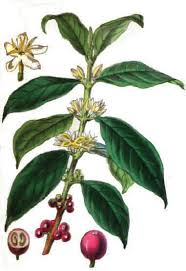 Just don't expect this coffee bean plant to offer coffee plants are great for both experienced or beginner coffee loving gardeners. Characteristics Of Coffee Plant Botanical Online