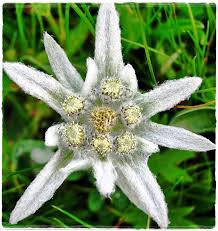 Bisa dibilang, flora ini sangat langka di dunia. Pengertian Juga Asal Usul Flora Dan Fauna Dzumanjipunya