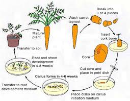 basic steps of plant tissue culture and its importance