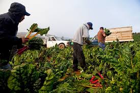 Farmers Can T Find Enough Workers To Harvest Crops And Fruits And Vegetables Are Literally Rotting In Fields Eatingwell Vegetable Farming Agriculture Farmer
