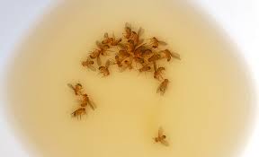 how to get rid of fruit flies the